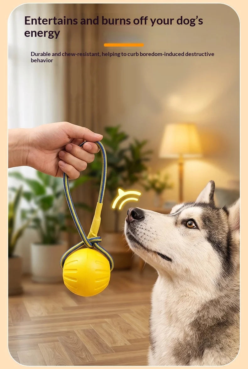 Fetch & Play Dog Toys