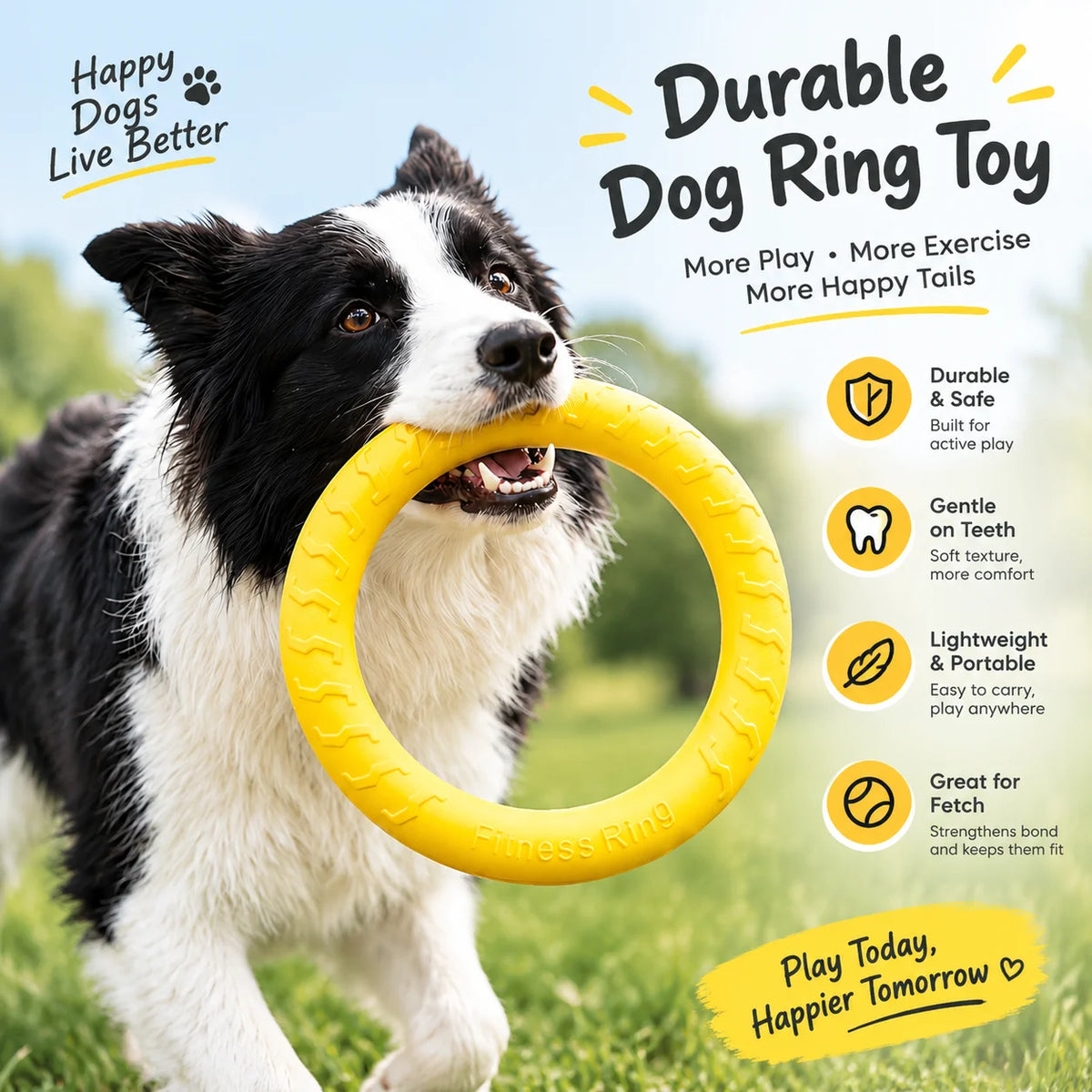 Fetch & Play Dog Toys