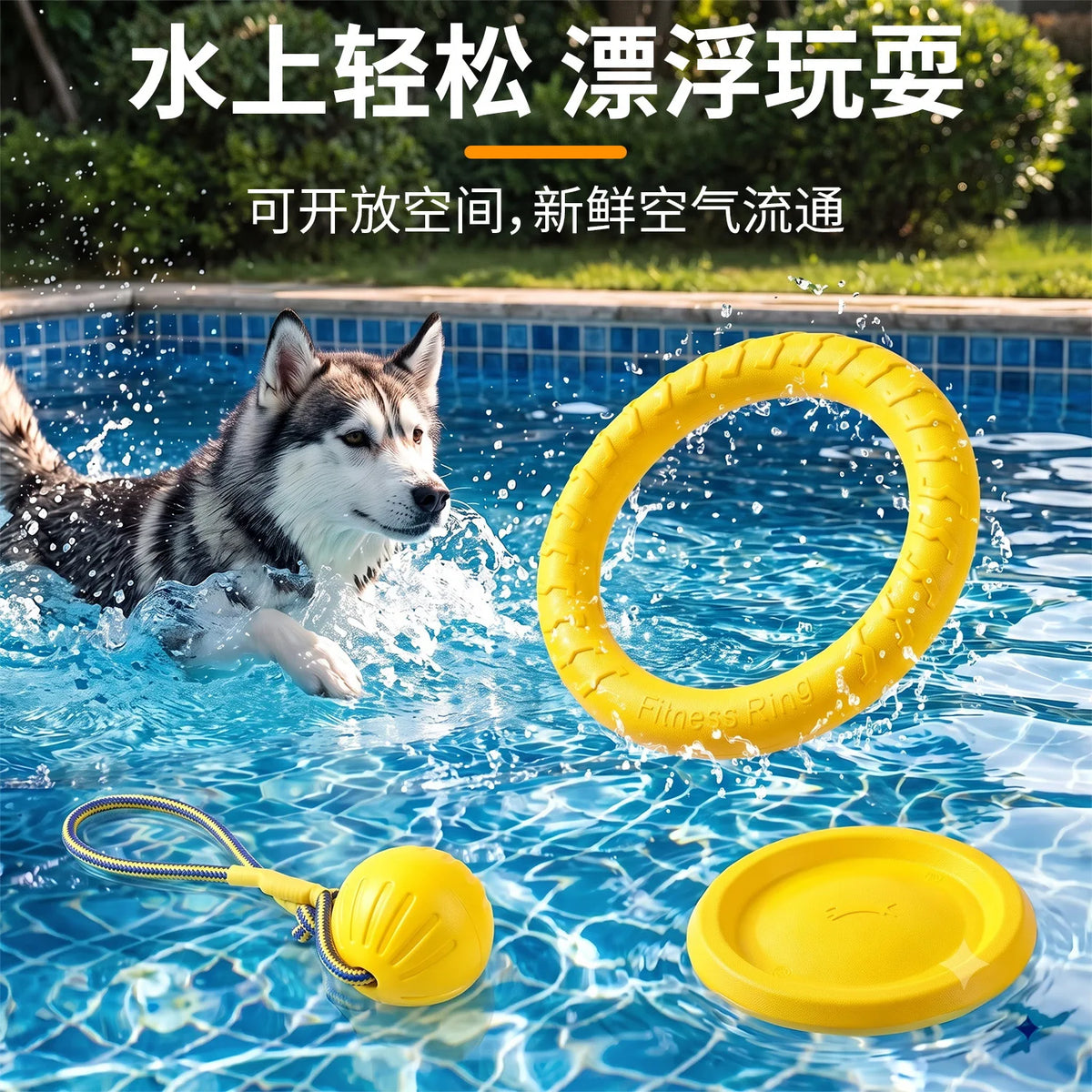 Fetch & Play Dog Toys