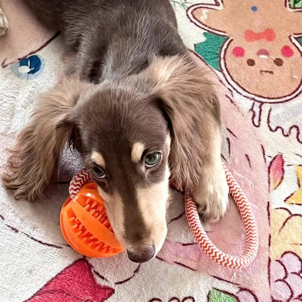 Treat Ball Rope Toy