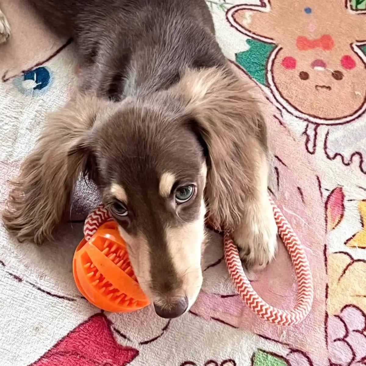 Treat Ball Rope Toy